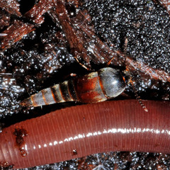 Sepedophilus testaceus