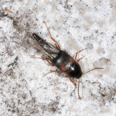 Sepedophilus littoreus