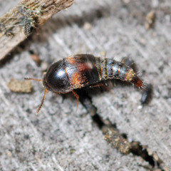 Sepedophilus bipunctatus