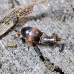 Sepedophilus bipunctatus