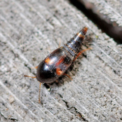 Sepedophilus bipunctatus