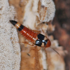 Lordithon lunulatus