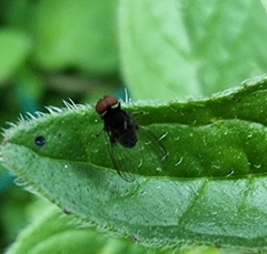 Lindneromyia