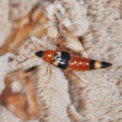 Lordithon lunulatus