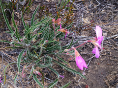 Pelargonium coronopifolium