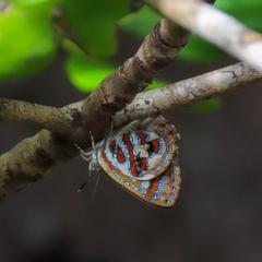 Hypochrysops narcissus