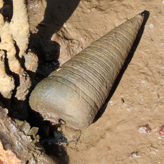 Telescopium telescopium