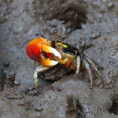 Tubuca coarctata
