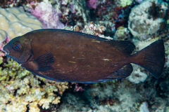 Dusky Spinefoot photo 2