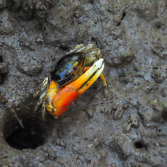 Tubuca coarctata