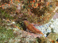 Hypoplectrodes maccullochi