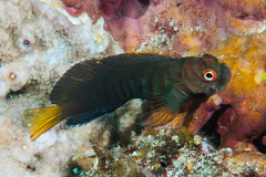 Chestnut Blenny photo 2