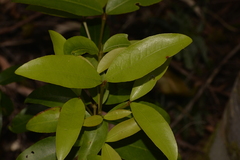 Austrobuxus swainii