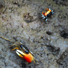 Tubuca coarctata