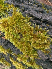 Sematophyllum