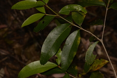 Austrobuxus swainii