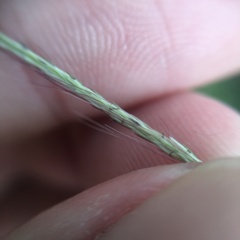 Chloris divaricata