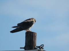 Elanus caeruleus caeruleus