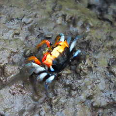 Tubuca coarctata