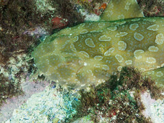 Orectolobus maculatus