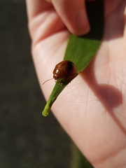 Dicranosterna semipunctata