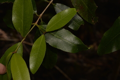 Austrobuxus swainii