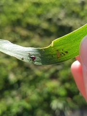 Oechalia schellenbergii