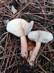 Lactarius hepaticus