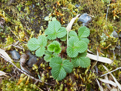 Fragaria hayatae