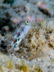 Alloblennius pictus