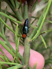 Carphurus cyanopterus