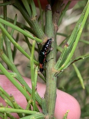 Carphurus cyanopterus