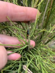 Carphurus cyanopterus