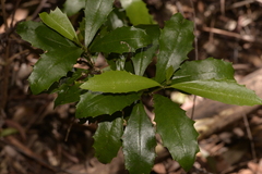 Polyosma cunninghamii