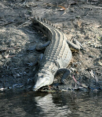 Crocodylus johnstoni