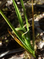 Pterostylis irsoniana
