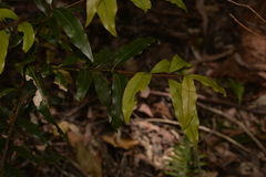 Cinnamomum oliveri
