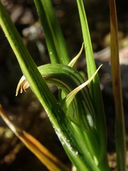 Pterostylis irsoniana