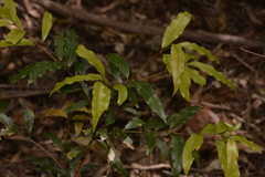Cinnamomum oliveri