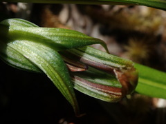 Pterostylis irsoniana