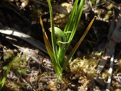Pterostylis irsoniana