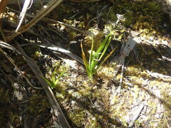 Pterostylis irsoniana