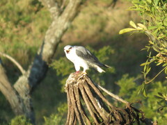 Elanus caeruleus caeruleus
