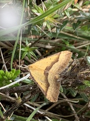 Anachloris subochraria