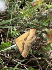 Anachloris subochraria