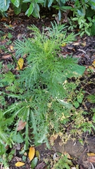 Senecio bipinnatisectus