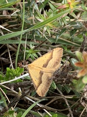Anachloris subochraria