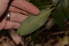 Cryptocarya