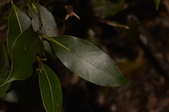 Cryptocarya