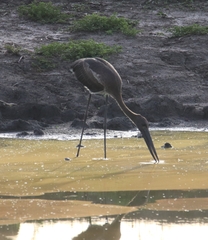 Ephippiorhynchus asiaticus